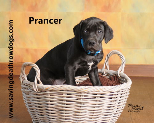 Prancer