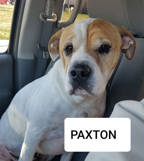 Paxton