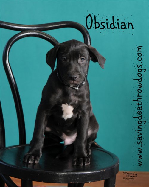 Obsidian (Sid)