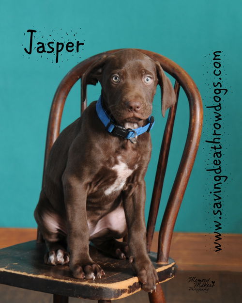 Jasper