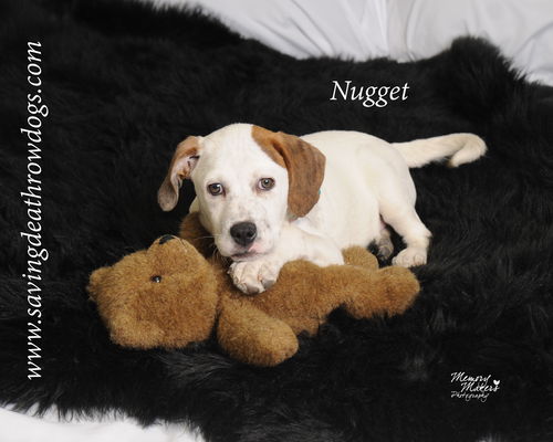 Nugget