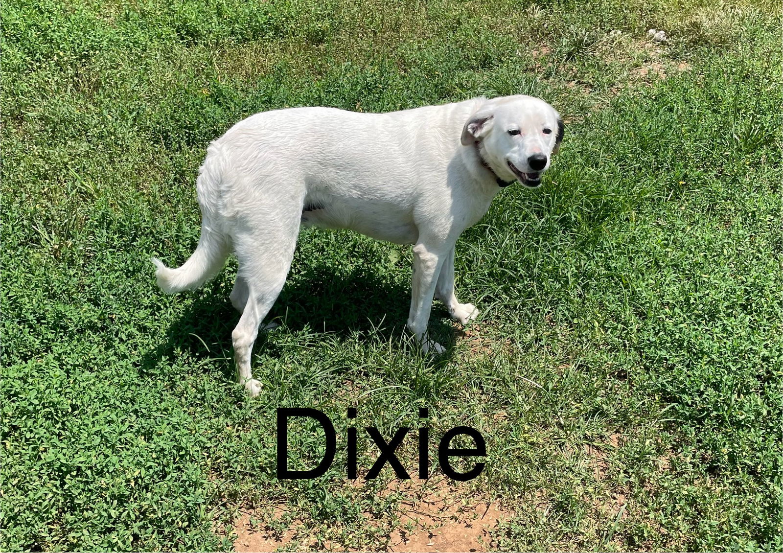 adoptable Dog in Topeka, KS named Dixie