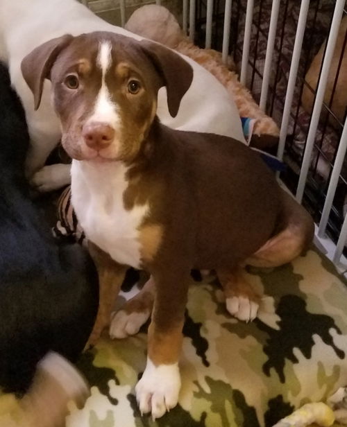 Loki