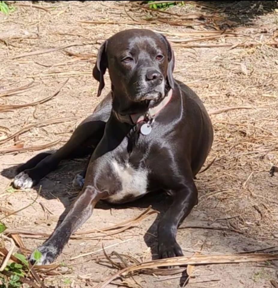 adoptable Dog in Topeka, KS named Casey