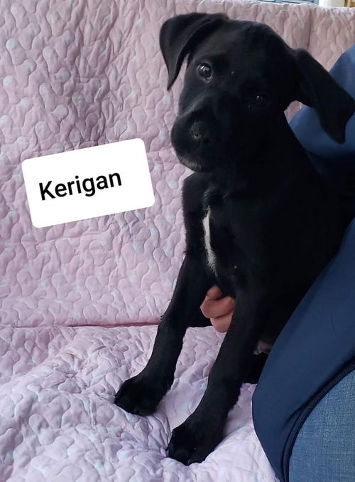 Kerigan