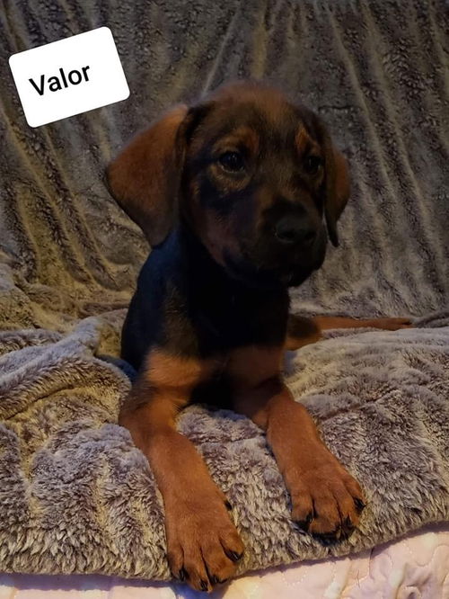 Valor