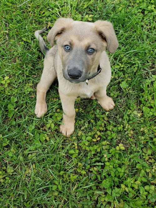 Lio
