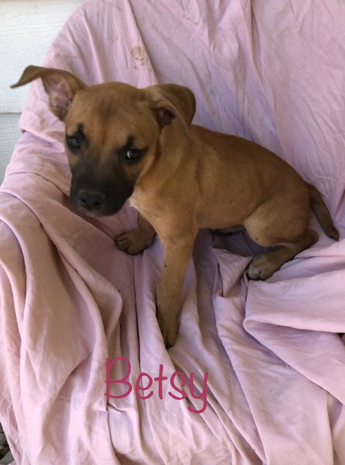 Betsy