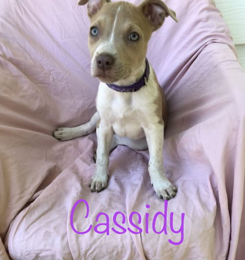 Cassidy