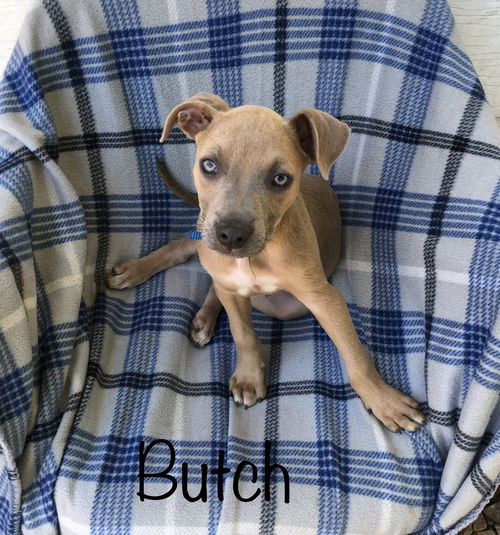 Butch