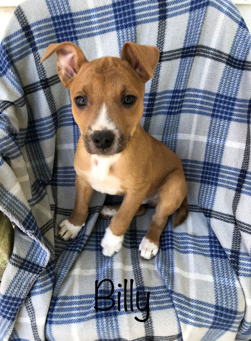 Billy