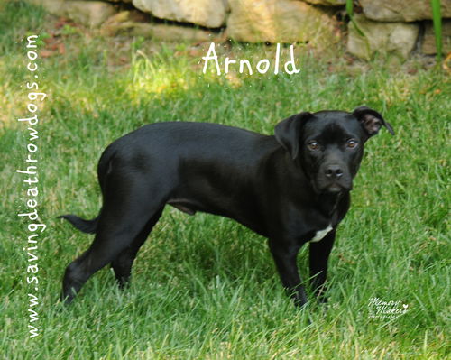 Arnold
