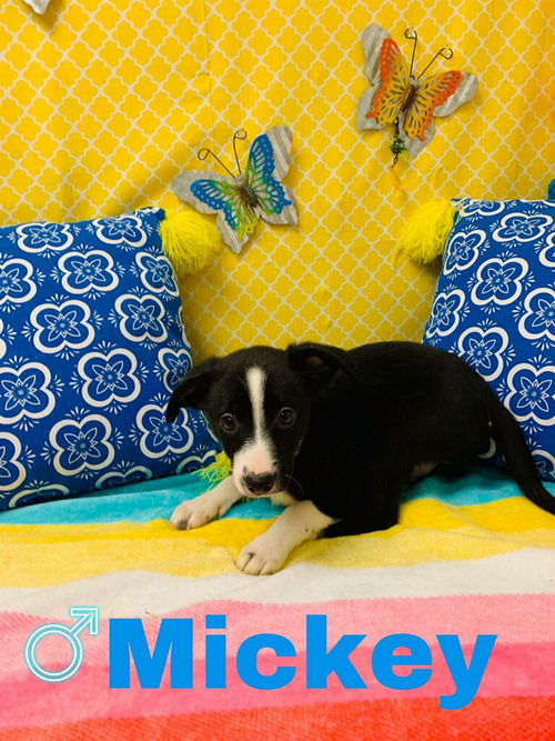 Mickey