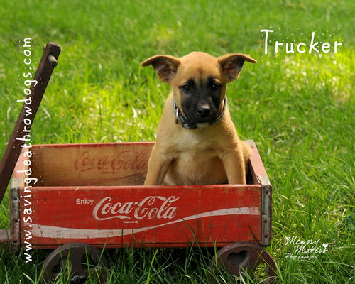 Trucker