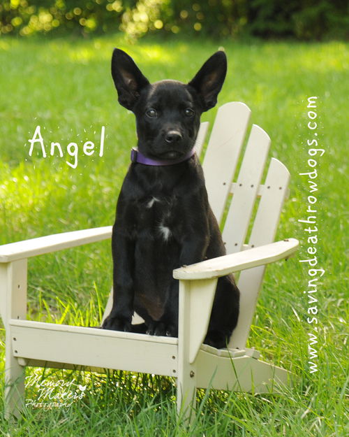 Angel