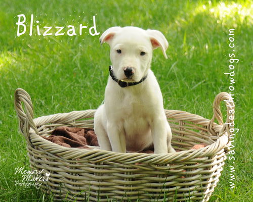 Blizzard