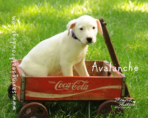 Avalanche