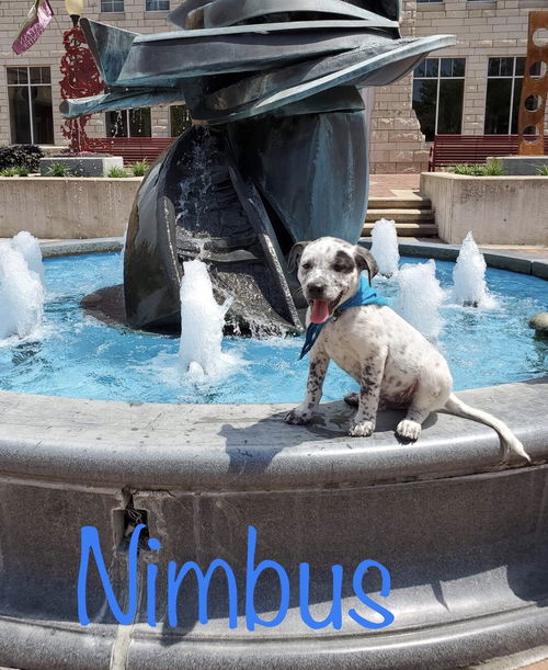 Nimbus