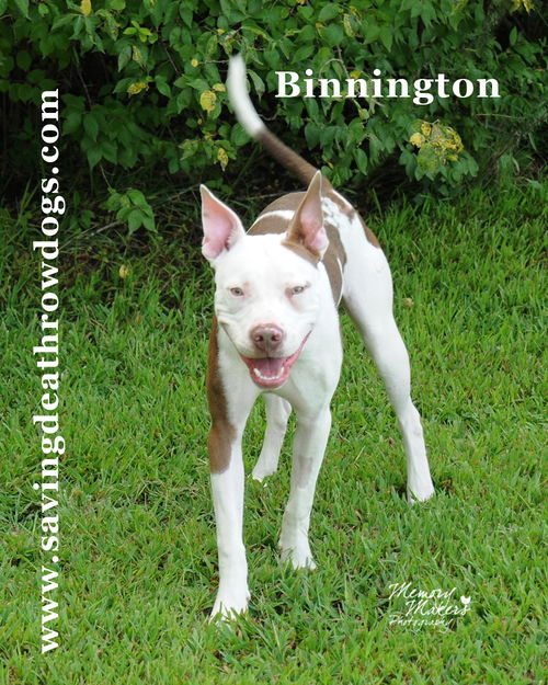 Binnington