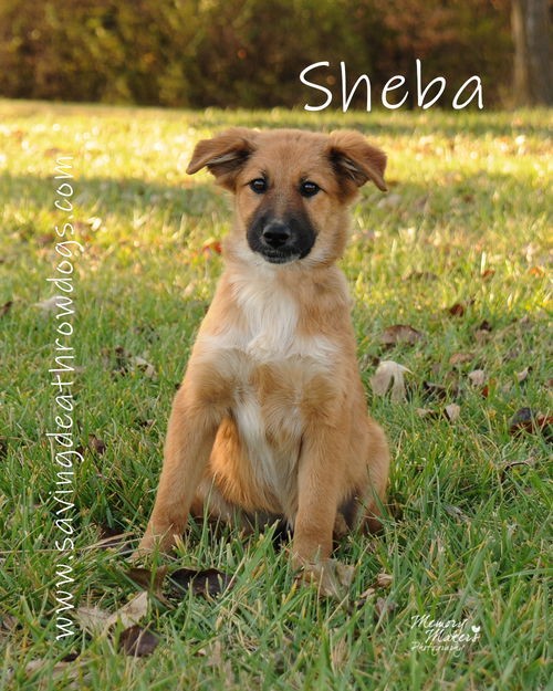 Sheba