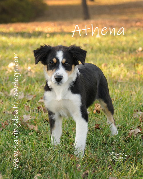 Athena