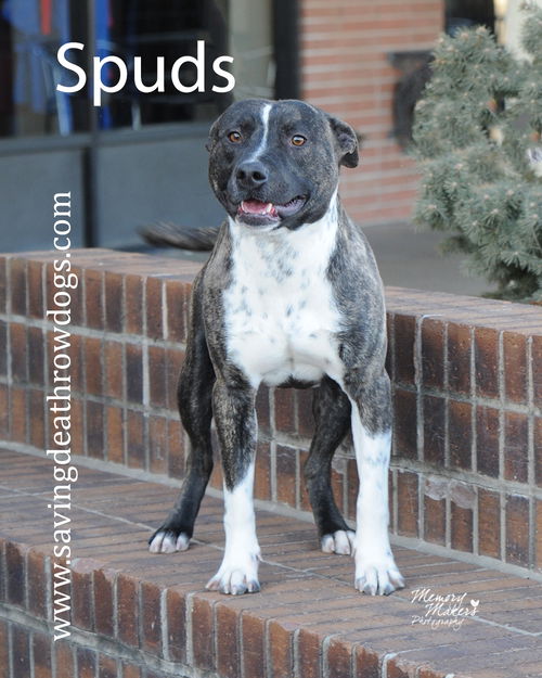 Spuds
