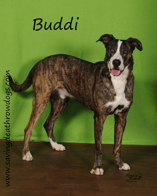 Buddi