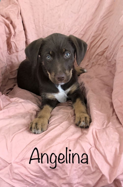 Angelina