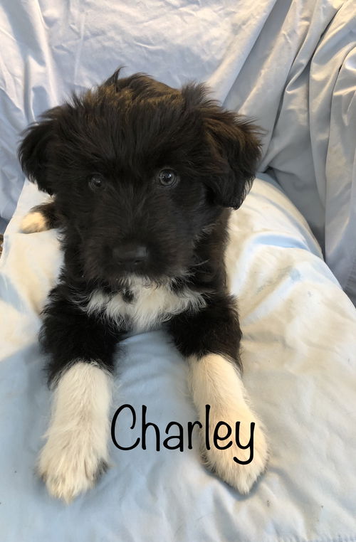 Charley