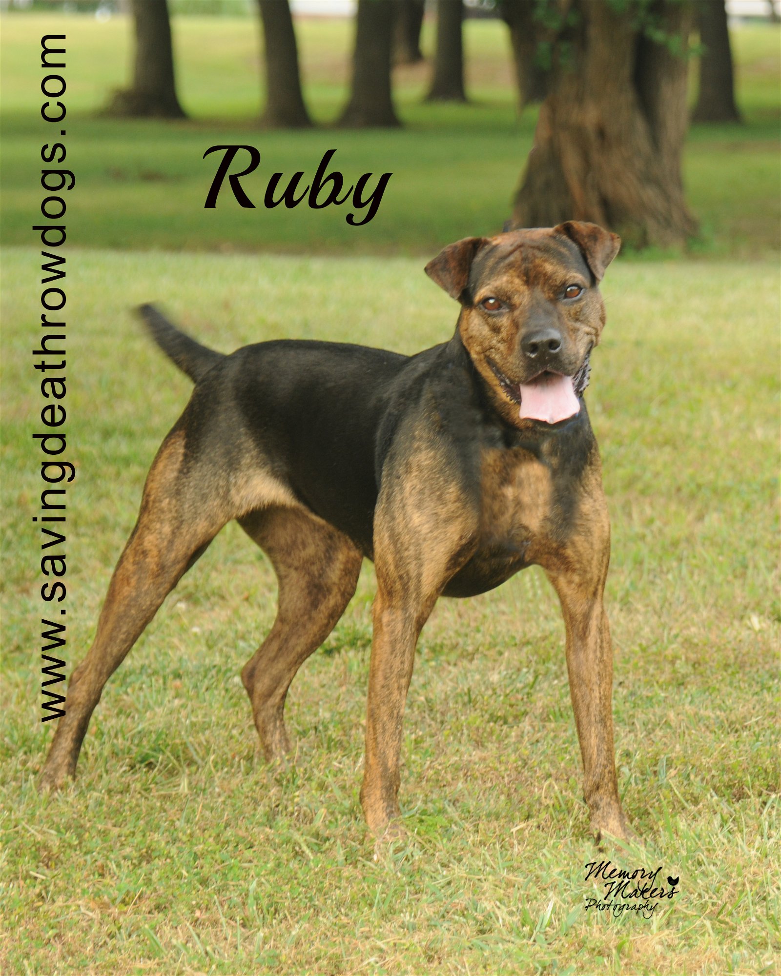 adoptable Dog in Topeka, KS named Ruby