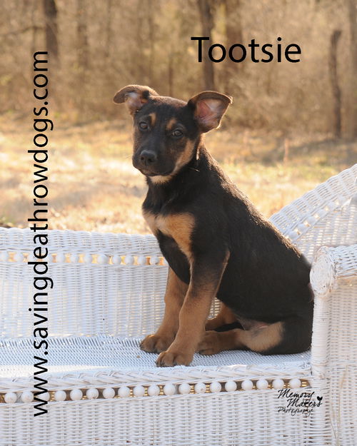 Tootsie