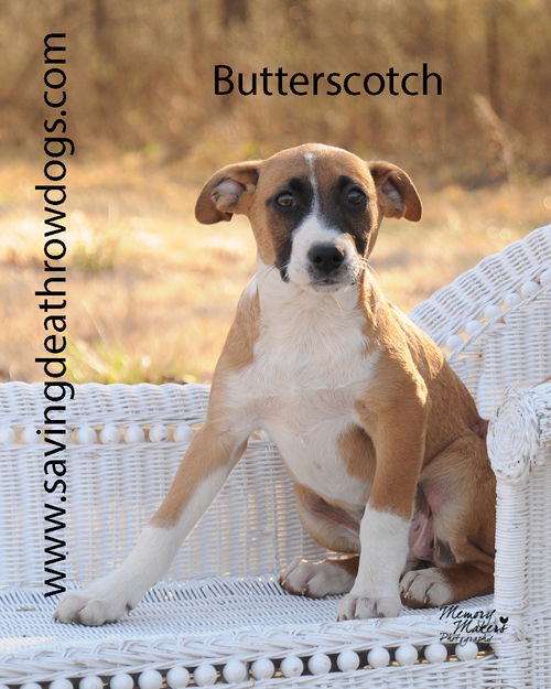 Butterscotch