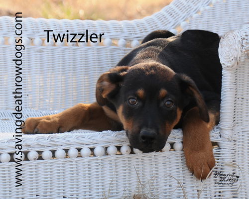 Twizzler