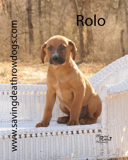 Rolo