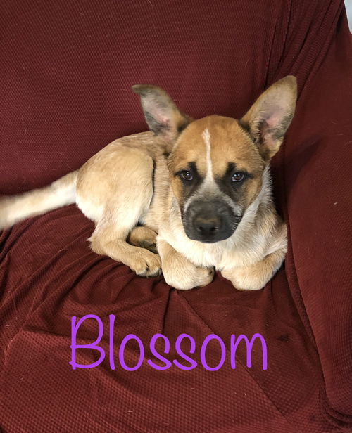 Blossom