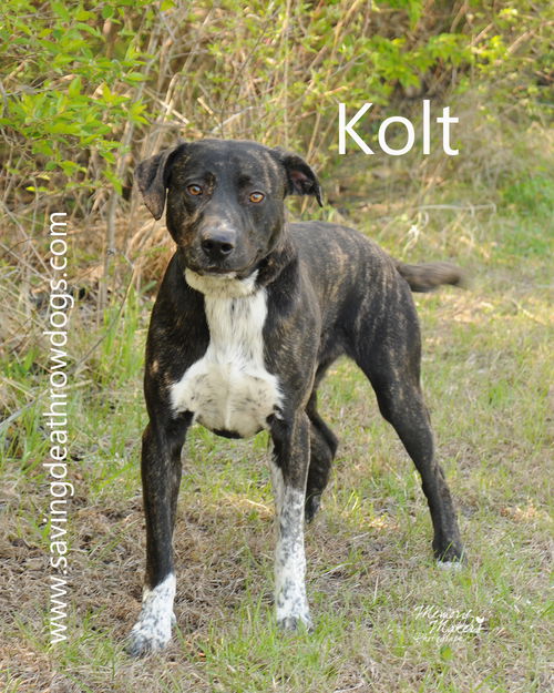 Kolt