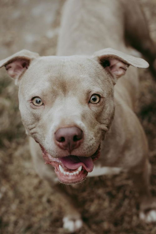 Seattle Mariners Adopt Death Row Dog And Give Him New Life — With  Unlimited Balls! – InspireMore