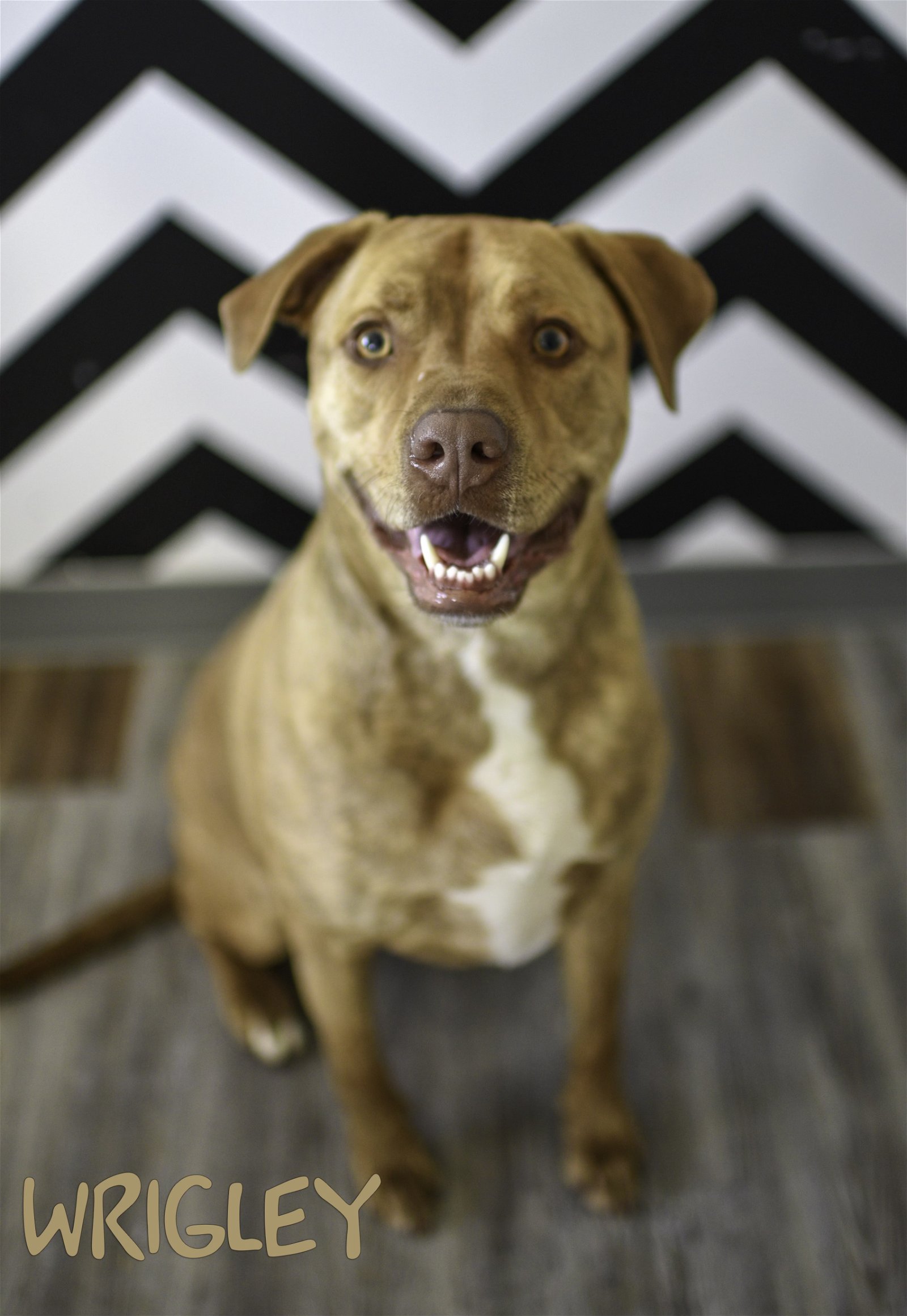 adoptable Dog in Topeka, KS named Wrigley