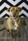 adoptable Dog in topeka, ks, KS named Wrigley