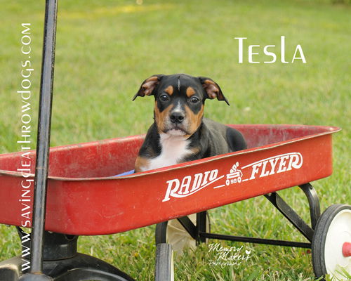 Tesla