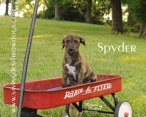 Spyder