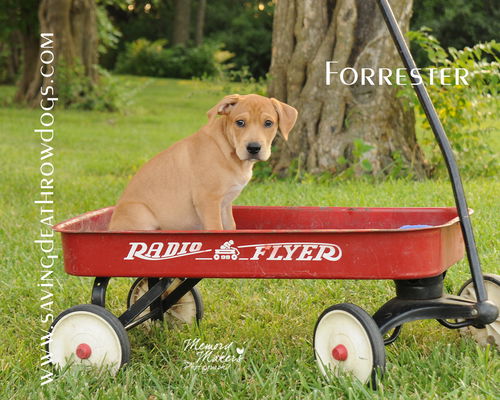 Forrester