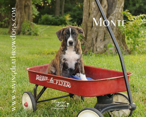 Monte