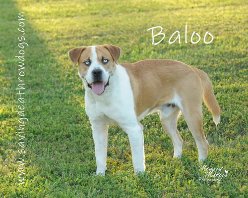 Baloo