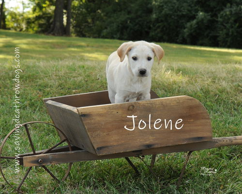 Jolene