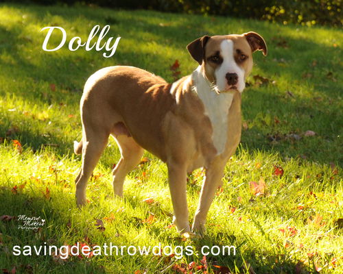 Dolly