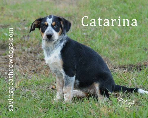 Catarina