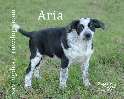 Aria