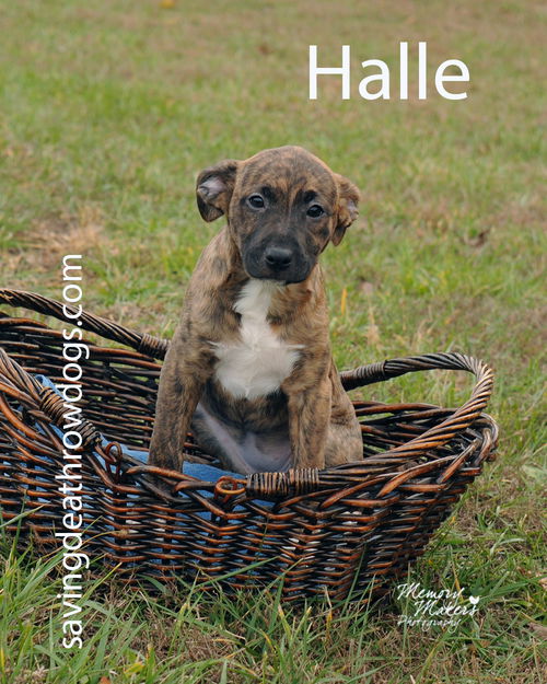 Halle