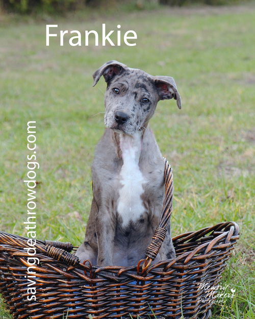 Franki